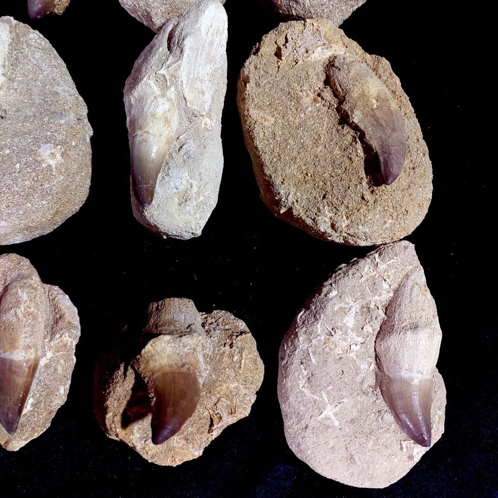 Bulk Mosasaur Fossil Teeth – AD-12754 - PaleoDeserts