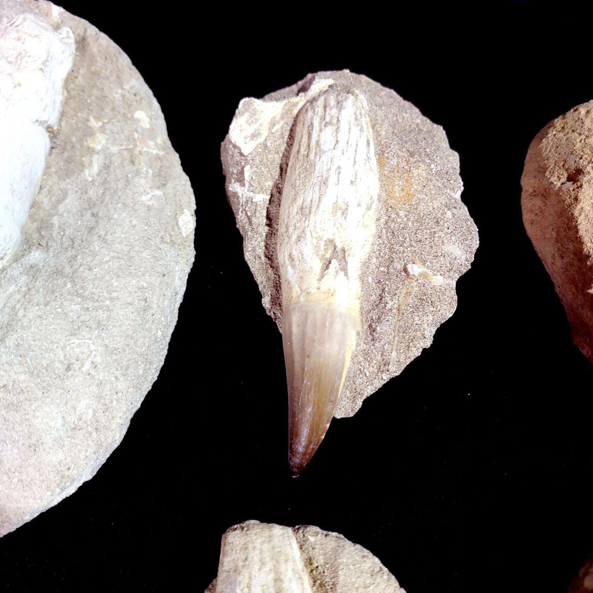Bulk Mosasaur Fossil Teeth – AD-12754 - PaleoDeserts