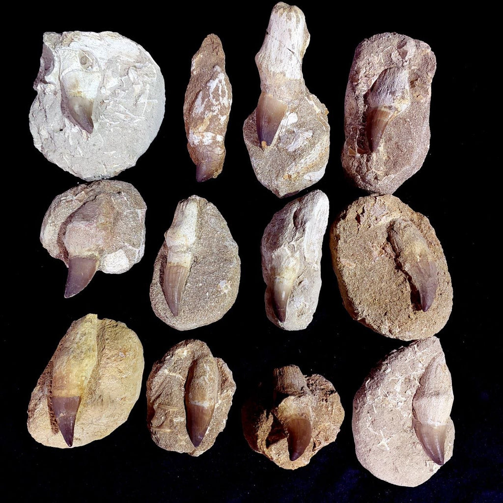 Bulk Mosasaur Fossil Teeth – AD-12754 - PaleoDeserts
