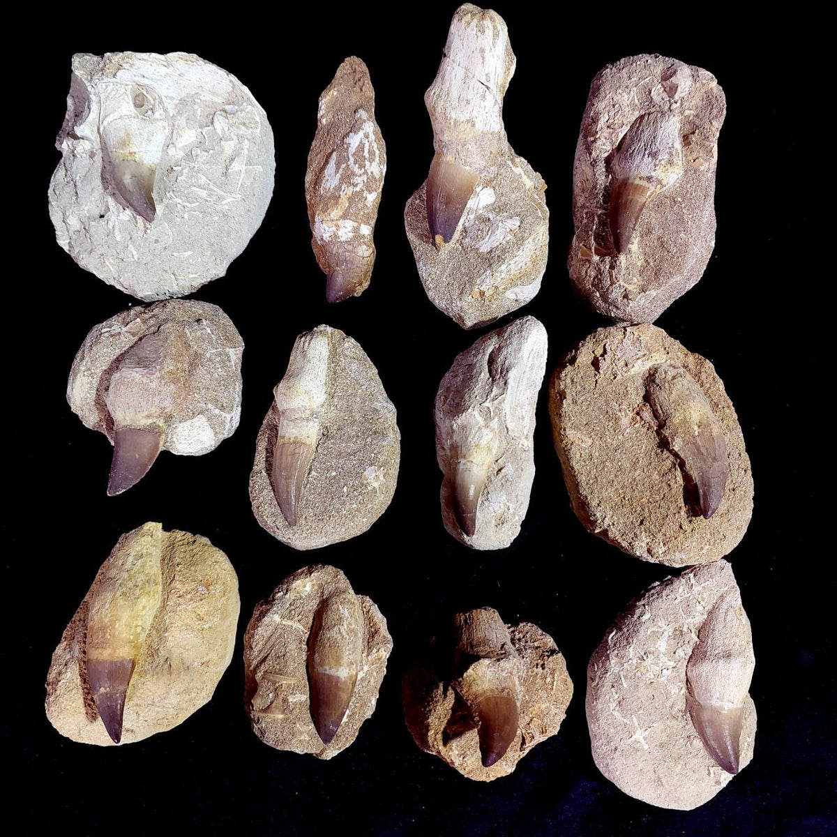 Bulk Mosasaur Fossil Teeth – AD-12754 - PaleoDeserts