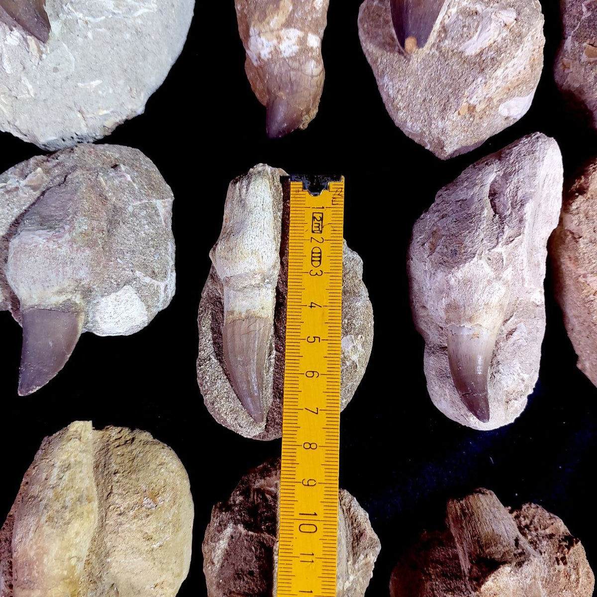 Bulk Mosasaur Fossil Teeth – AD-12754 - PaleoDeserts