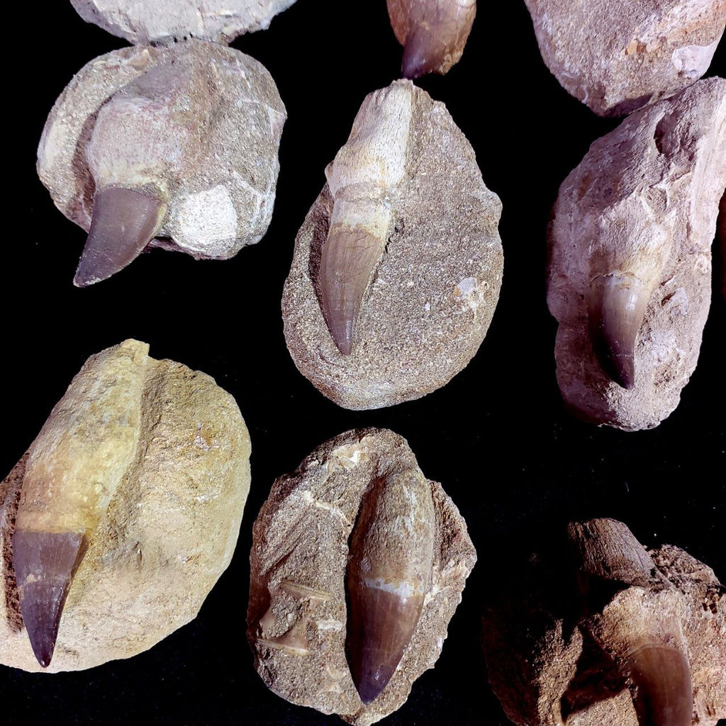 Bulk Mosasaur Fossil Teeth – AD-12754 - PaleoDeserts