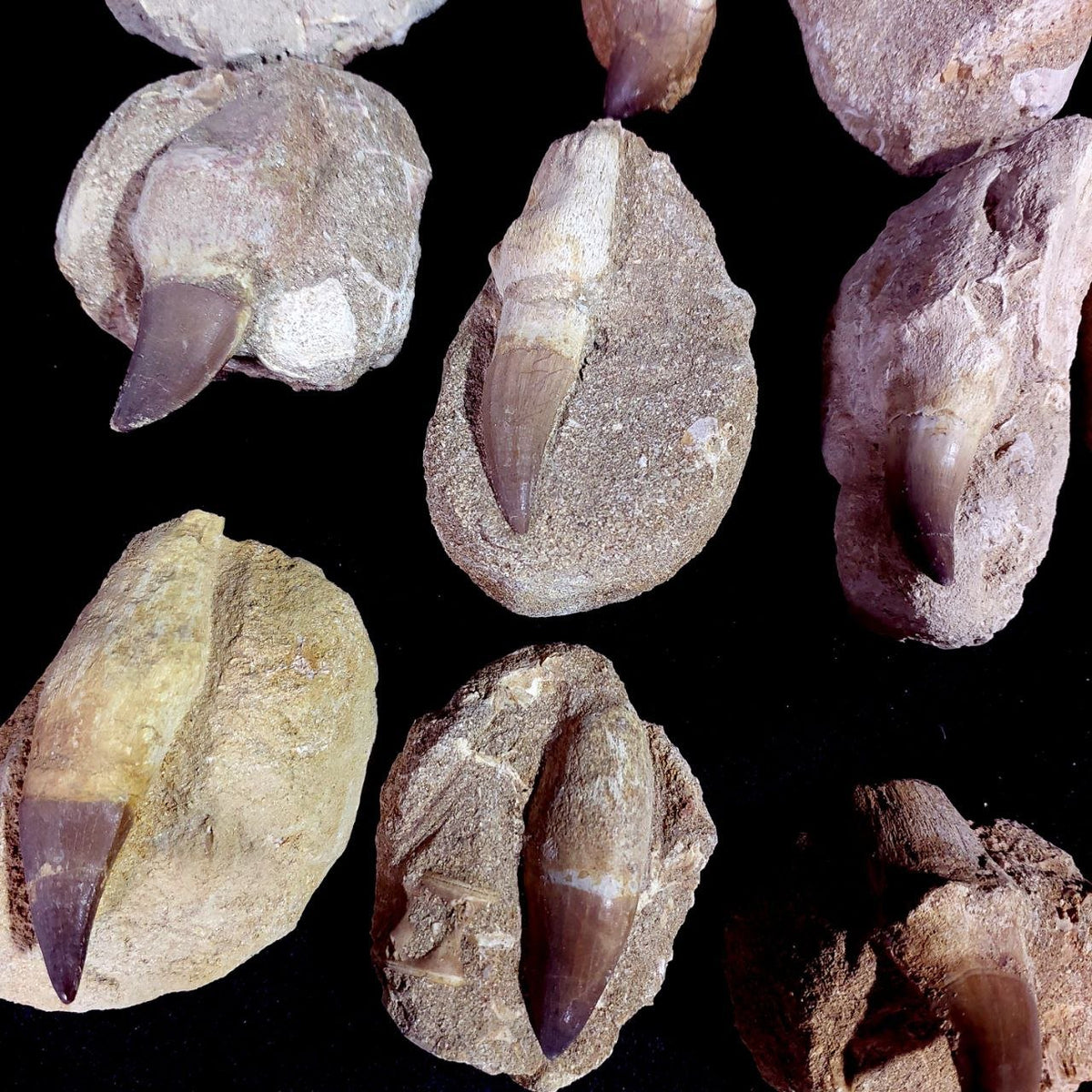 Bulk Mosasaur Fossil Teeth – AD-12754 - PaleoDeserts