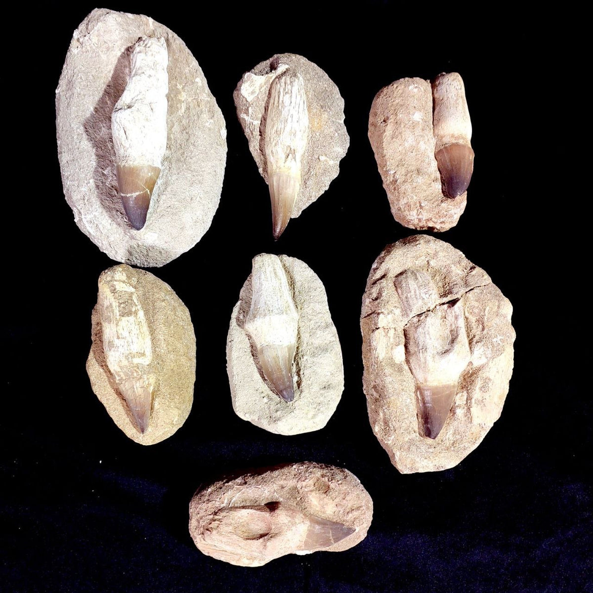 Bulk Mosasaur Fossil Teeth – AD-12754 - PaleoDeserts