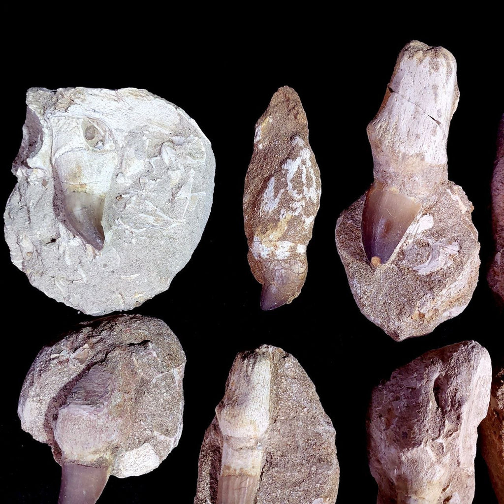 Bulk Mosasaur Fossil Teeth – AD-12754 - PaleoDeserts