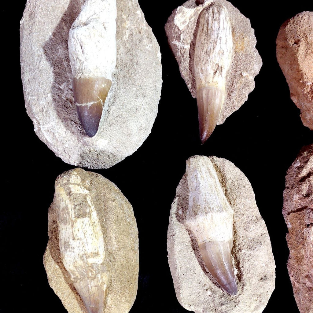 Bulk Mosasaur Fossil Teeth – AD-12754 - PaleoDeserts