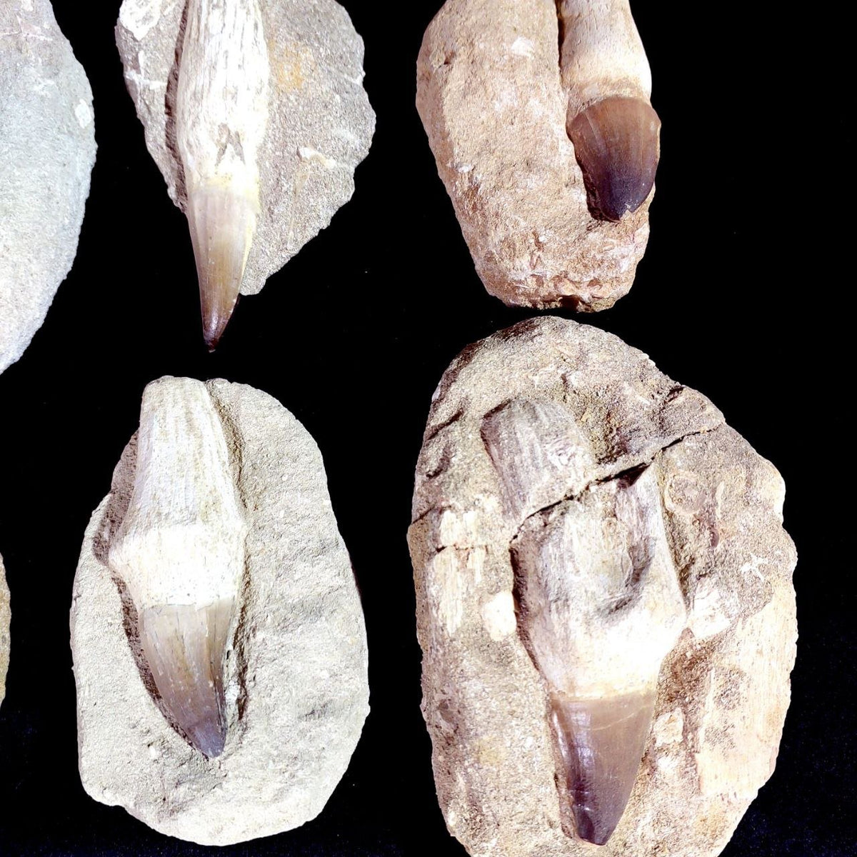 Bulk Mosasaur Fossil Teeth – AD-12754 - PaleoDeserts