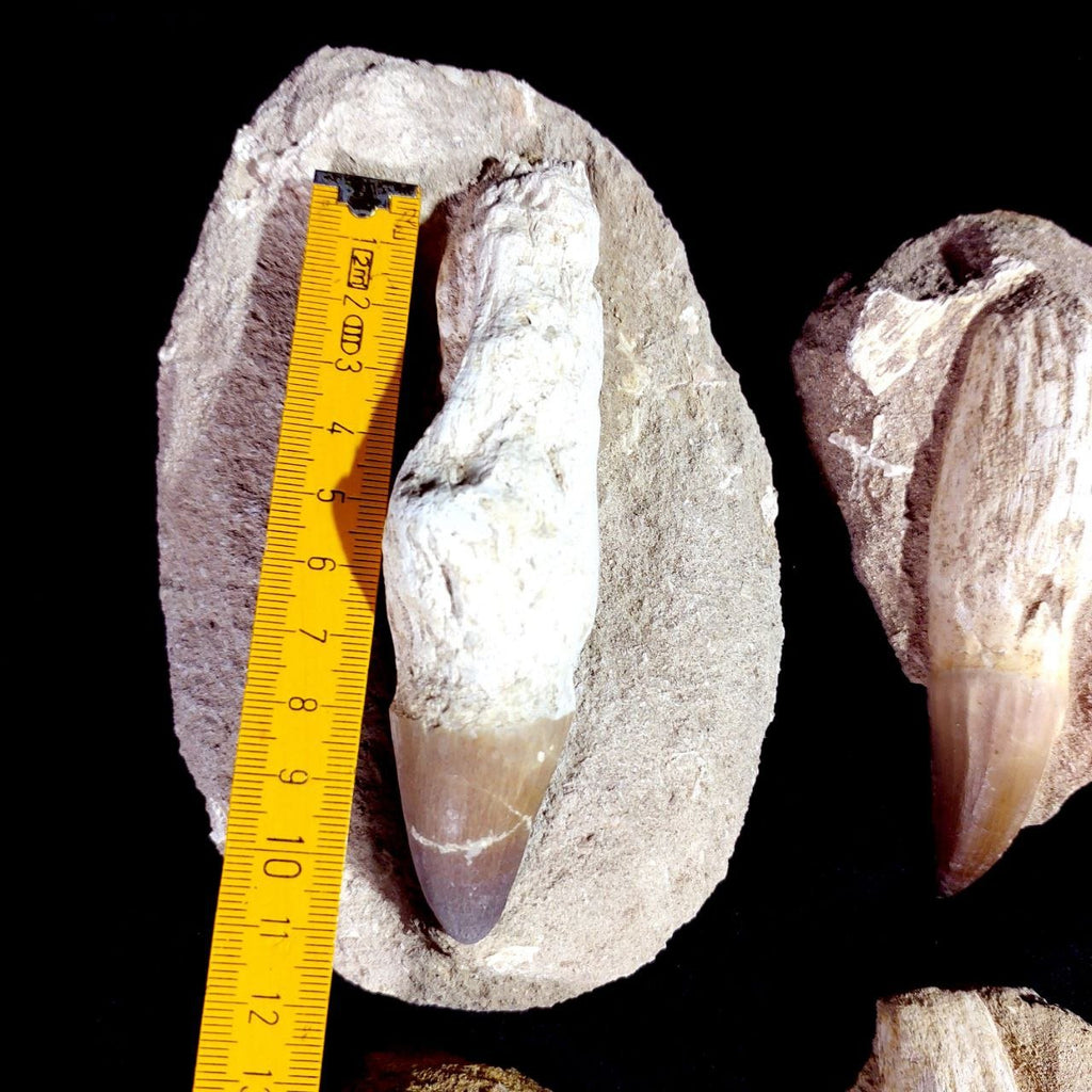 Bulk Mosasaur Fossil Teeth – AD-12754 - PaleoDeserts
