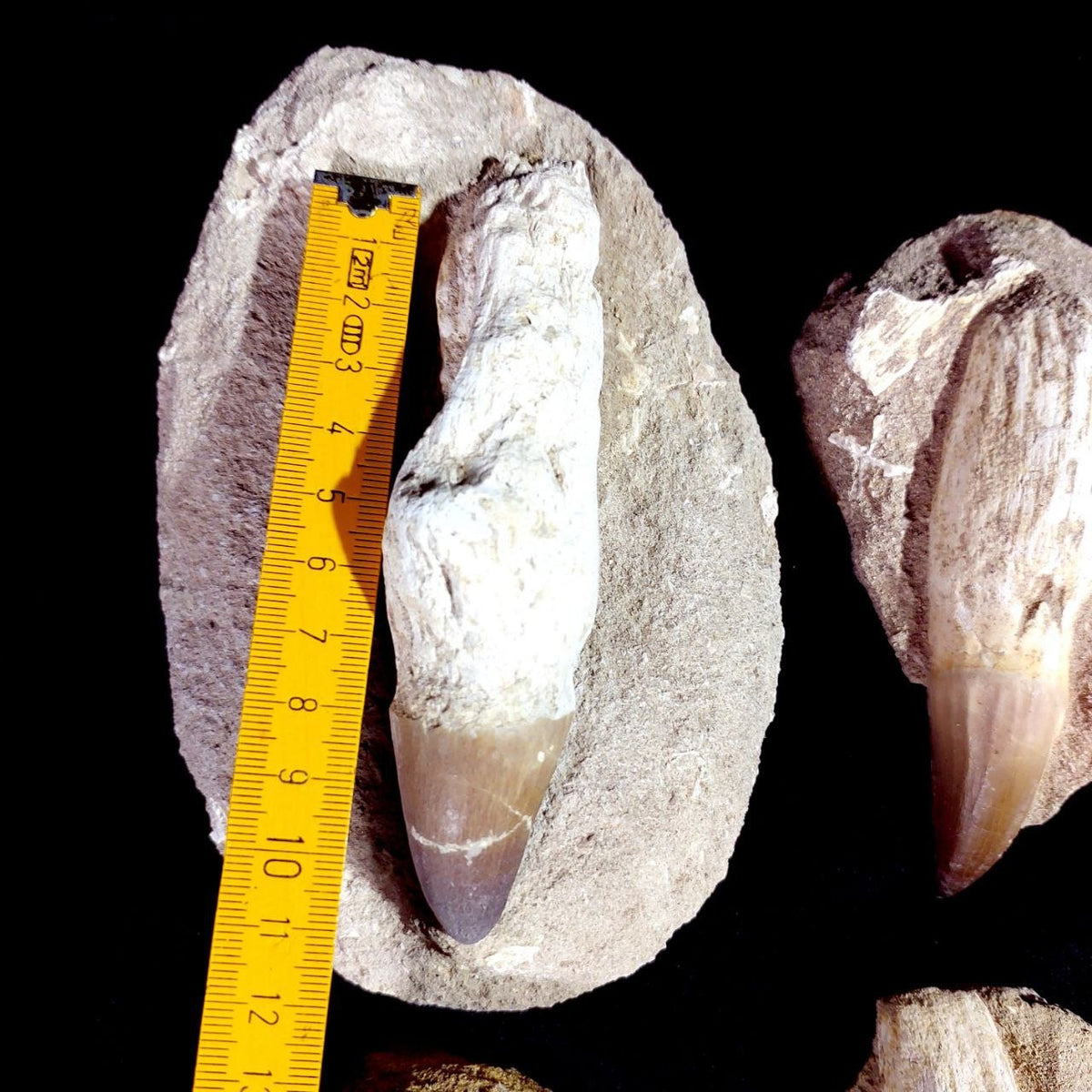 Bulk Mosasaur Fossil Teeth – AD-12754 - PaleoDeserts