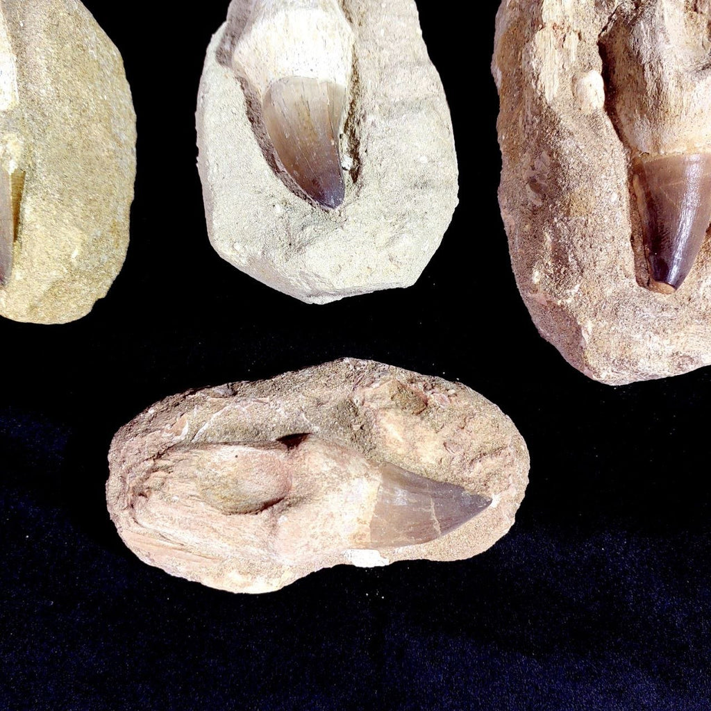 Bulk Mosasaur Fossil Teeth – AD-12754 - PaleoDeserts