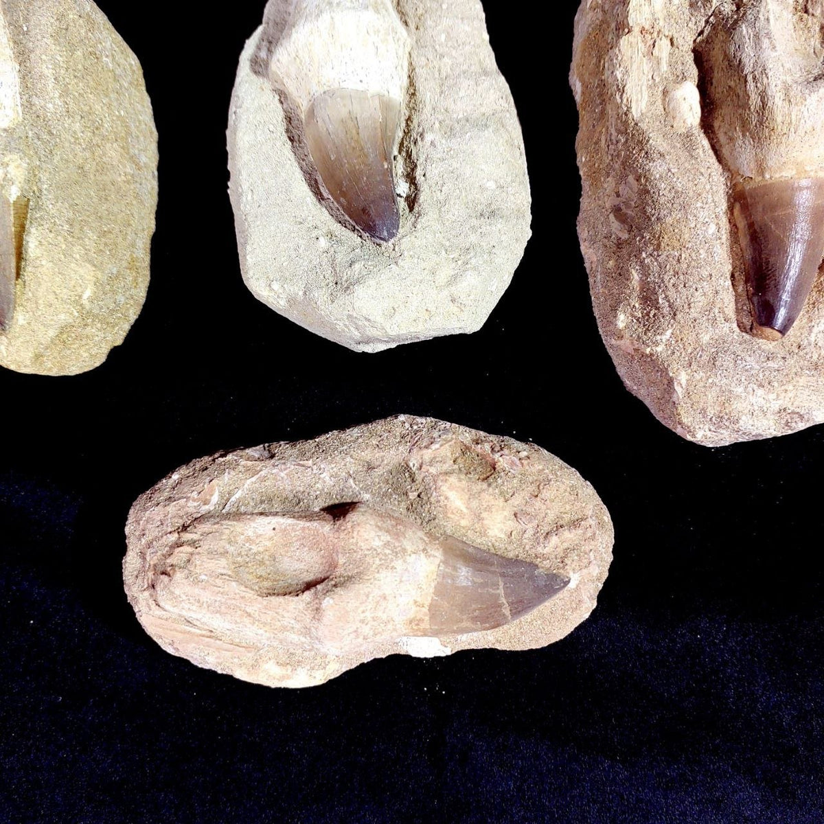 Bulk Mosasaur Fossil Teeth – AD-12754 - PaleoDeserts