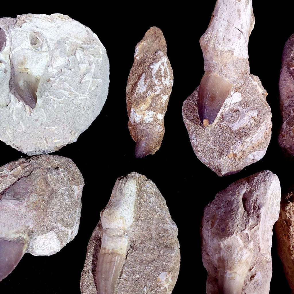 Bulk Mosasaur Fossil Teeth – AD-12754 - PaleoDeserts