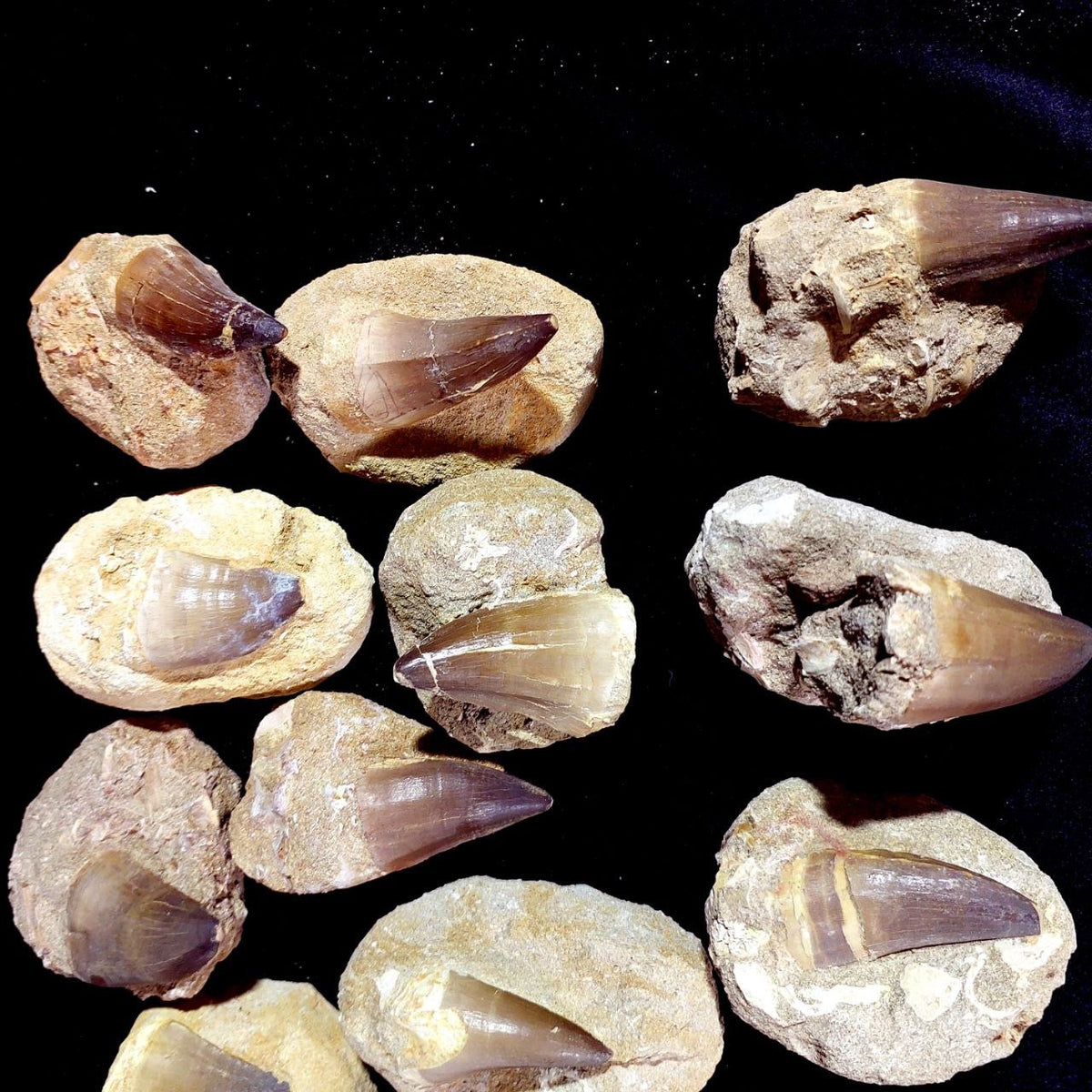 Bulk Mosasaur Fossil Teeth – AD-12755 - PaleoDeserts