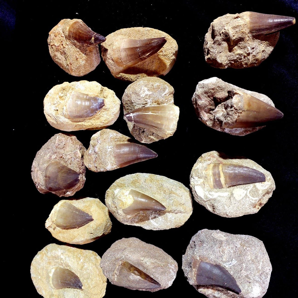 Bulk Mosasaur Fossil Teeth – AD-12755 - PaleoDeserts