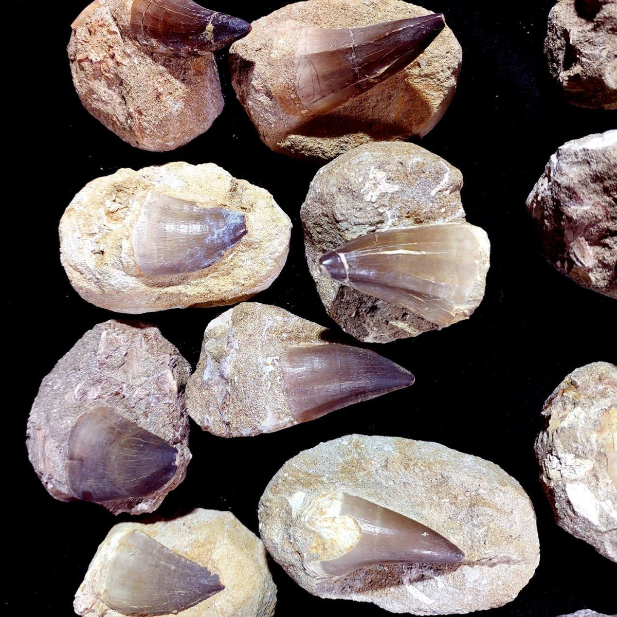 Bulk Mosasaur Fossil Teeth – AD-12755 - PaleoDeserts