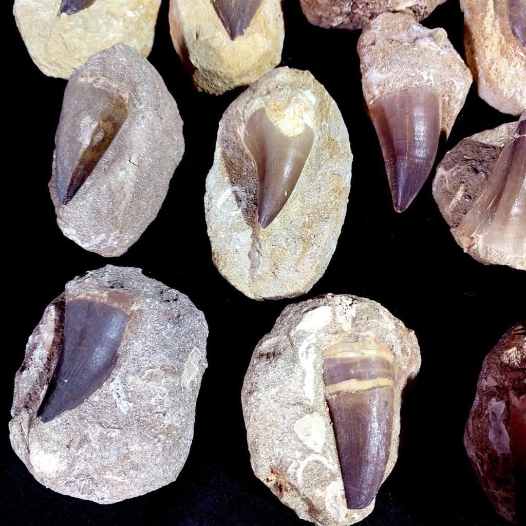 Bulk Mosasaur Fossil Teeth – AD-12755 - PaleoDeserts