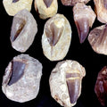 Bulk Mosasaur Fossil Teeth – AD-12755 - PaleoDeserts