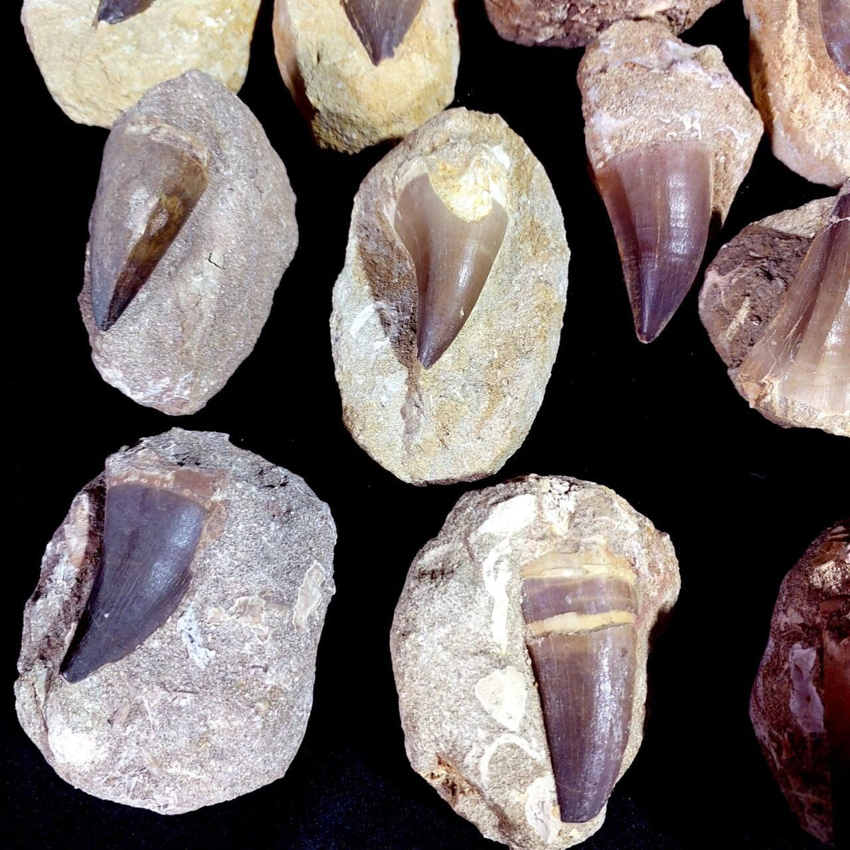 Mosasaur Fossil Teeth – Bulk Lot, Morocco (Lot 12755)