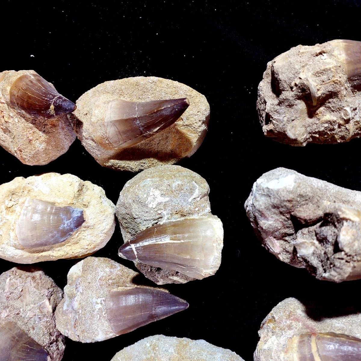 Bulk Mosasaur Fossil Teeth – AD-12755 - PaleoDeserts
