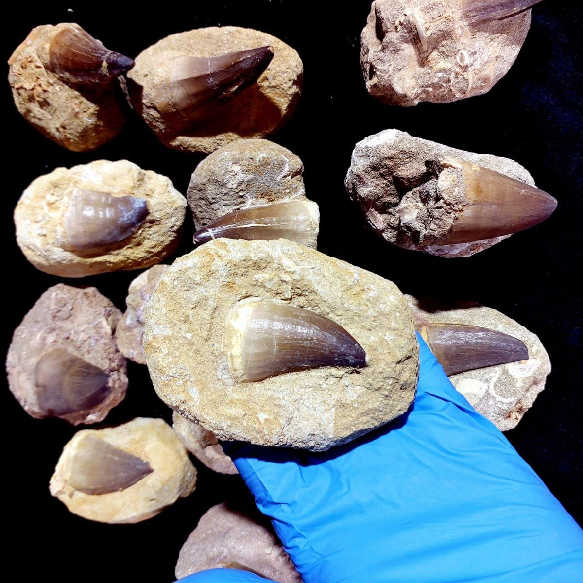 Bulk Mosasaur Fossil Teeth – AD-12755 - PaleoDeserts