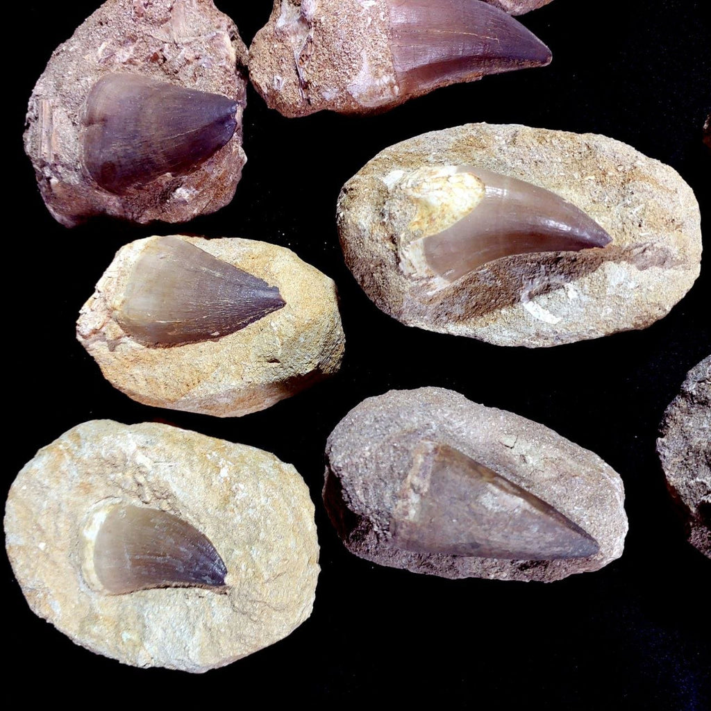 Bulk Mosasaur Fossil Teeth – AD-12755 - PaleoDeserts