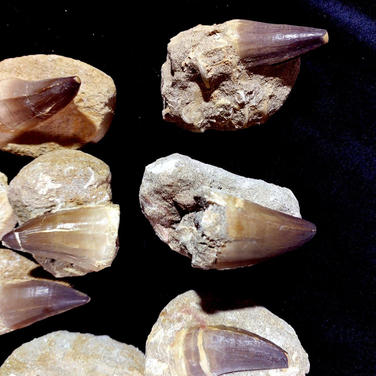 Bulk Mosasaur Fossil Teeth – AD-12755 - PaleoDeserts