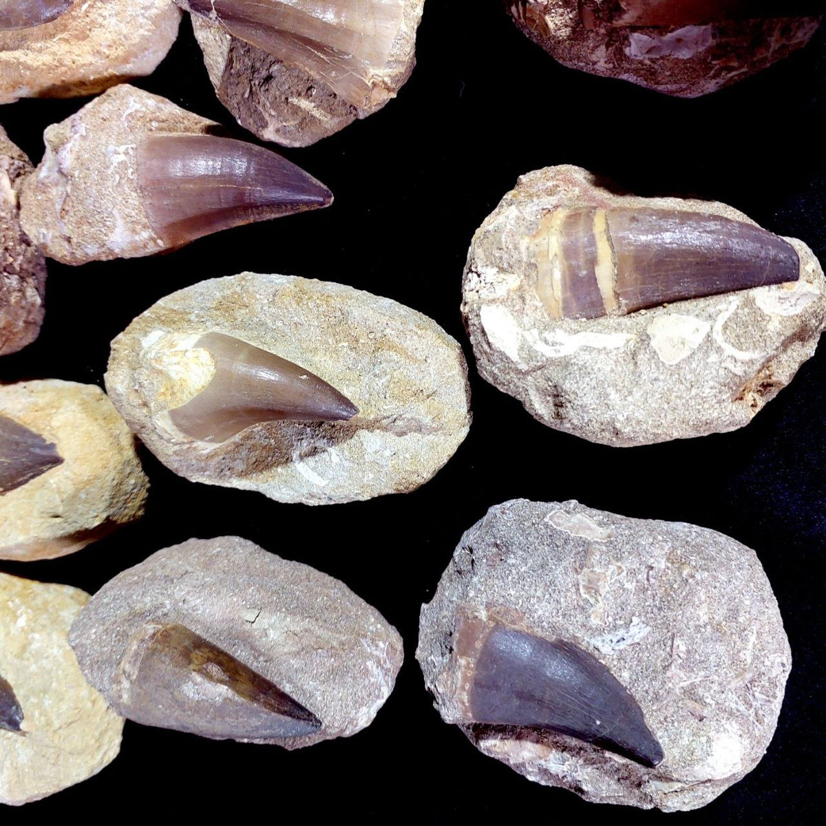 Bulk Mosasaur Fossil Teeth – AD-12755 - PaleoDeserts