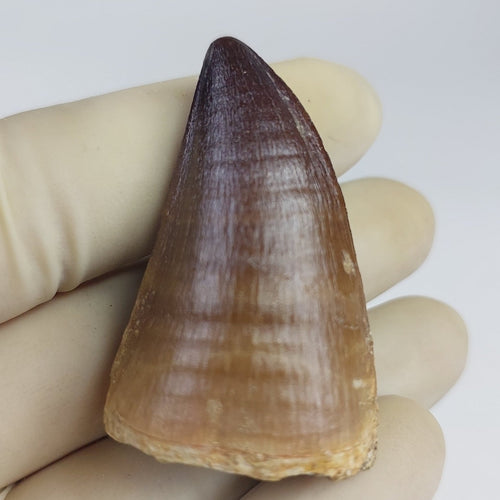 Bulk Mosasaur Fossil Teeth – AD-16633 - PaleoDeserts