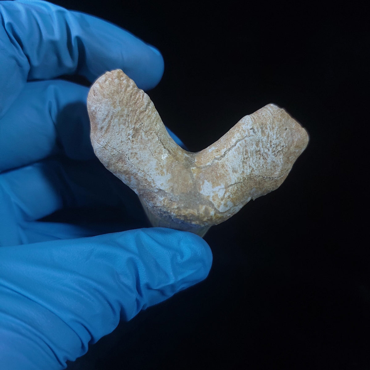 Bulk Otodus obliquus Fossil Teeth, 2.8 in / 7.6 cm – AD-11307 - PaleoDeserts