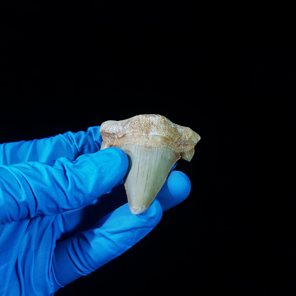 Bulk Otodus obliquus Fossil Teeth, 2.8 in / 7.6 cm – AD-11307 - PaleoDeserts