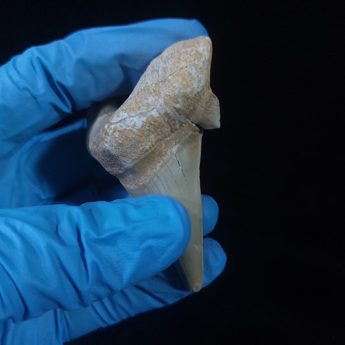Bulk Otodus obliquus Fossil Teeth, 2.8 in / 7.6 cm – AD-11307 - PaleoDeserts