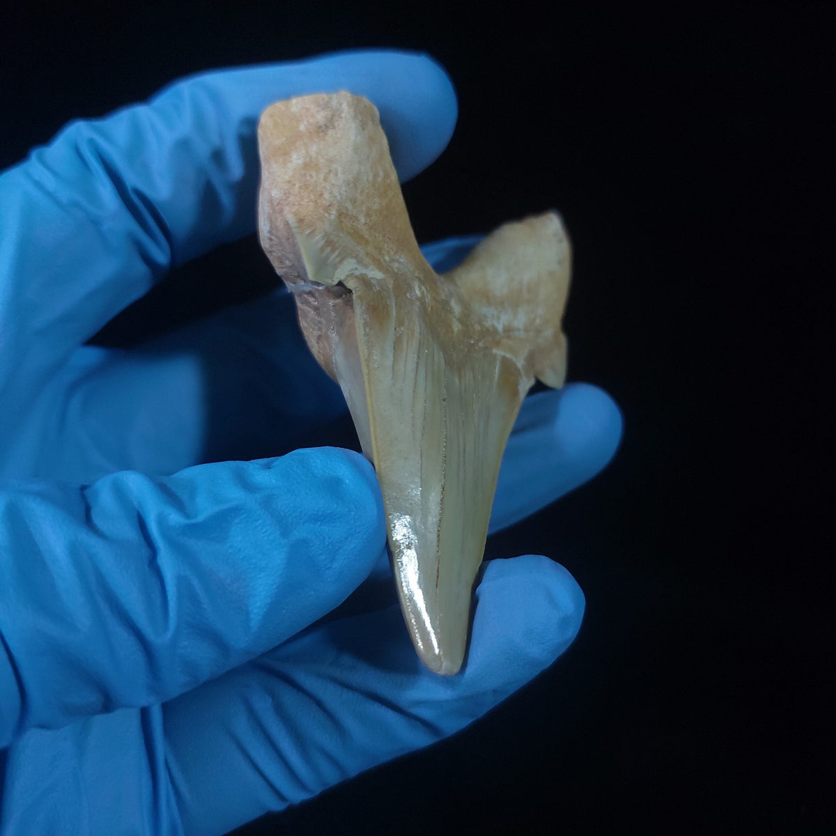 Bulk Otodus obliquus Fossil Teeth, 2.8 in / 7.6 cm – AD-11307 - PaleoDeserts