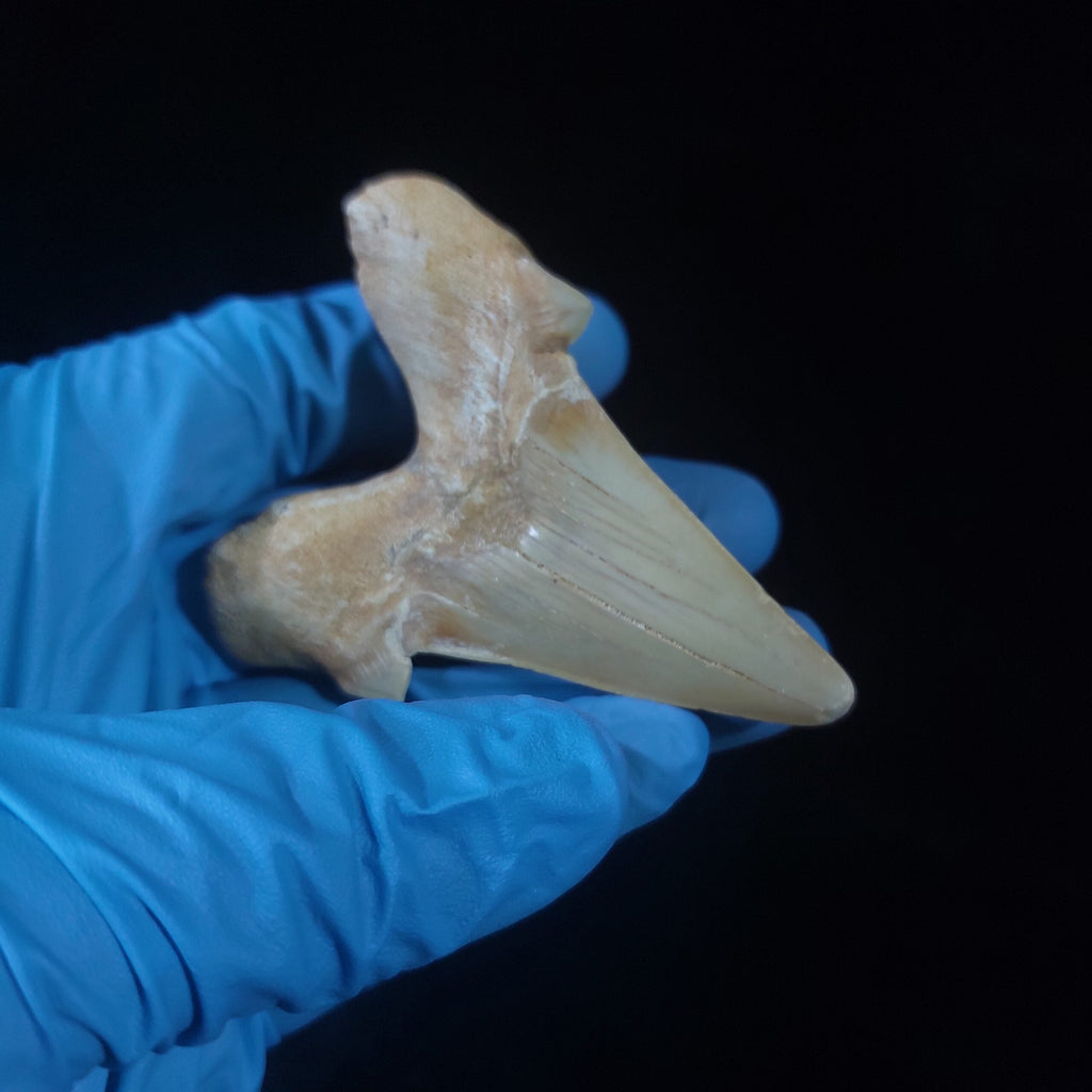 Bulk Otodus obliquus Fossil Teeth, 2.8 in / 7.6 cm – AD-11307 - PaleoDeserts