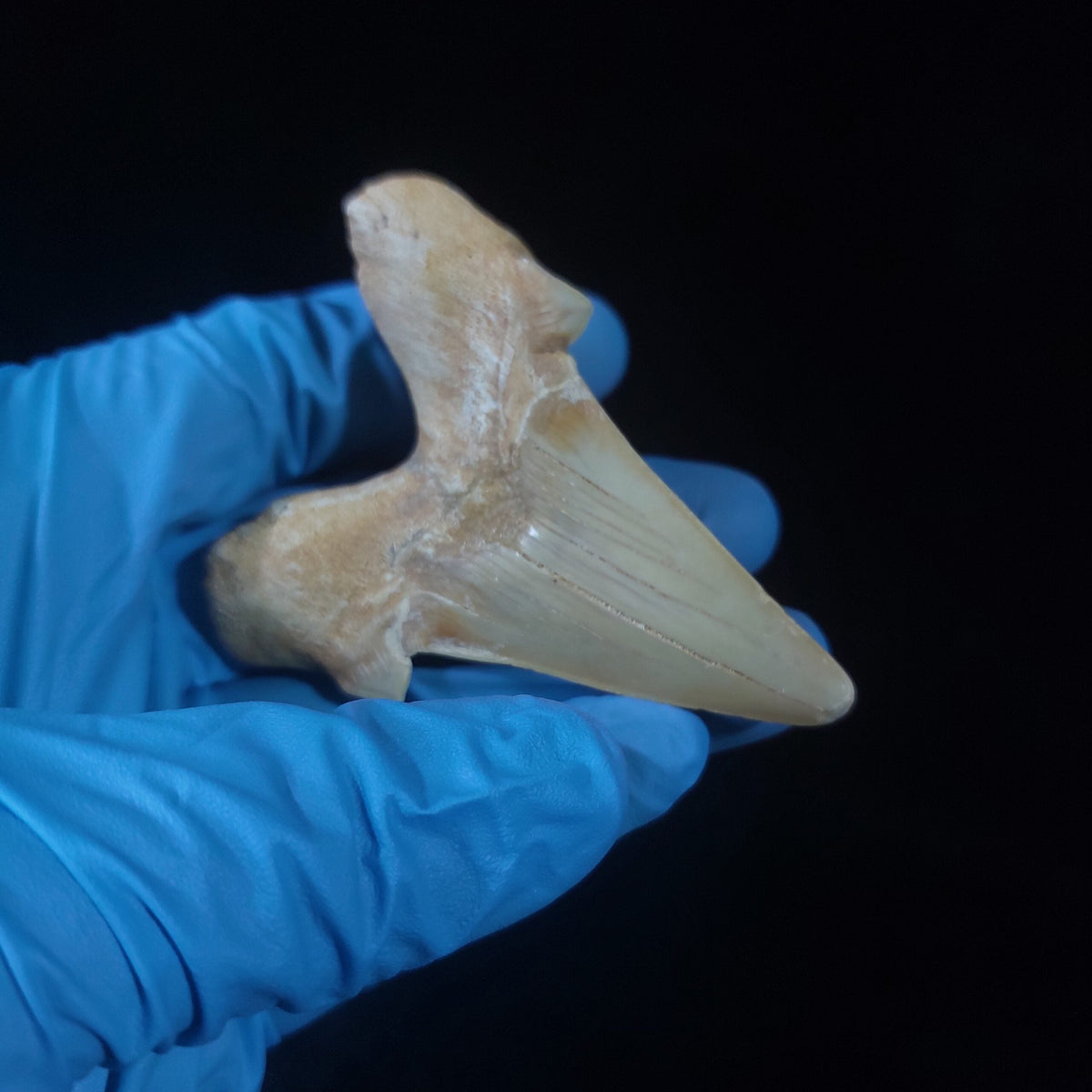 Bulk Otodus obliquus Fossil Teeth, 2.8 in / 7.6 cm – AD-11307 - PaleoDeserts