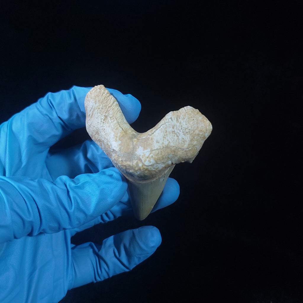 Bulk Otodus obliquus Fossil Teeth, 2.8 in / 7.6 cm – AD-11307 - PaleoDeserts
