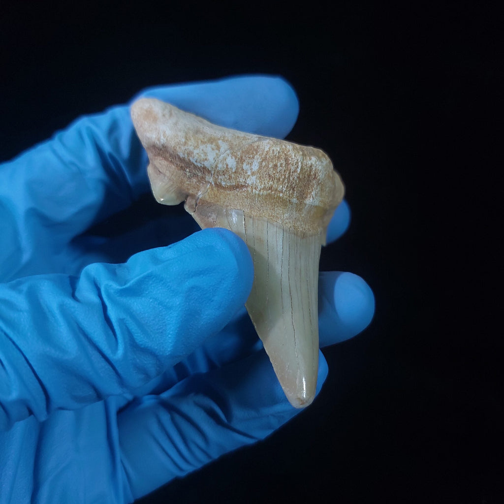 Bulk Otodus obliquus Fossil Teeth, 2.8 in / 7.6 cm – AD-11307 - PaleoDeserts