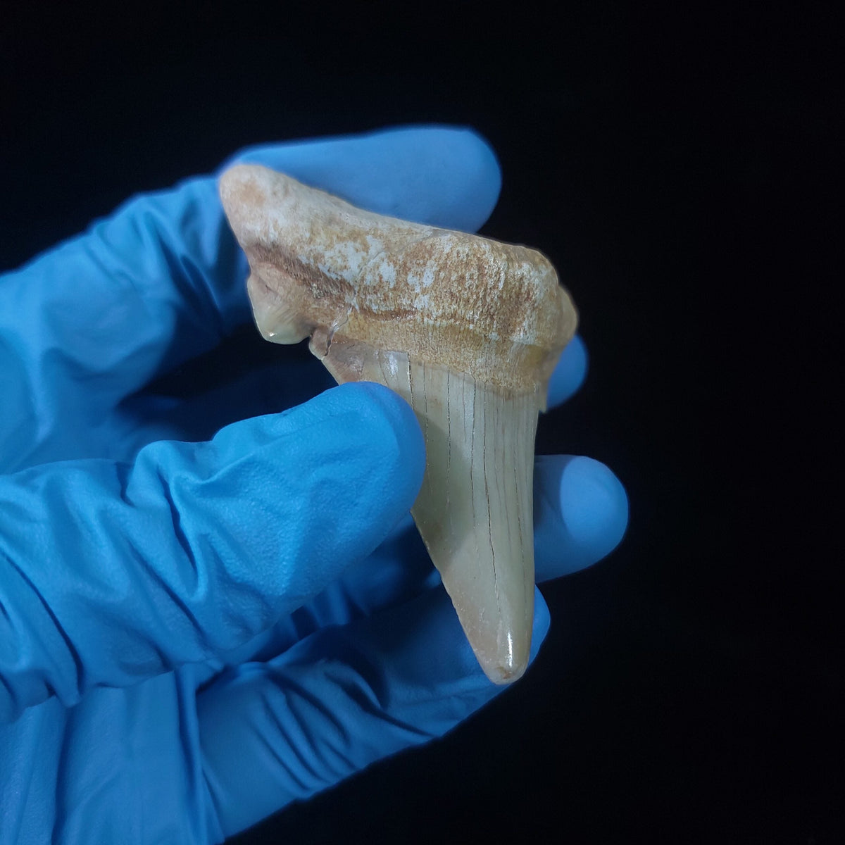 Bulk Otodus obliquus Fossil Teeth, 2.8 in / 7.6 cm – AD-11307 - PaleoDeserts