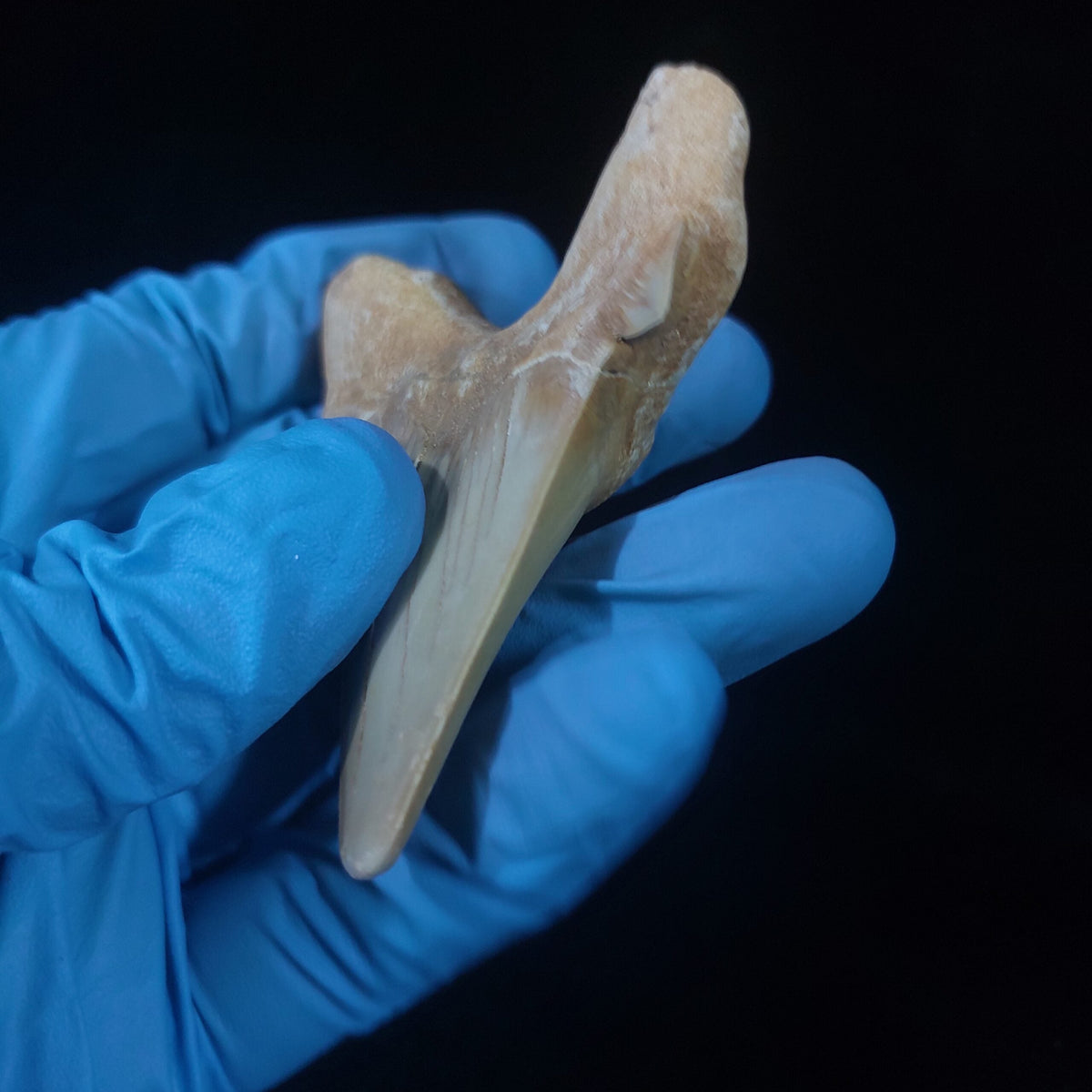 Bulk Otodus obliquus Fossil Teeth, 2.8 in / 7.6 cm – AD-11307 - PaleoDeserts