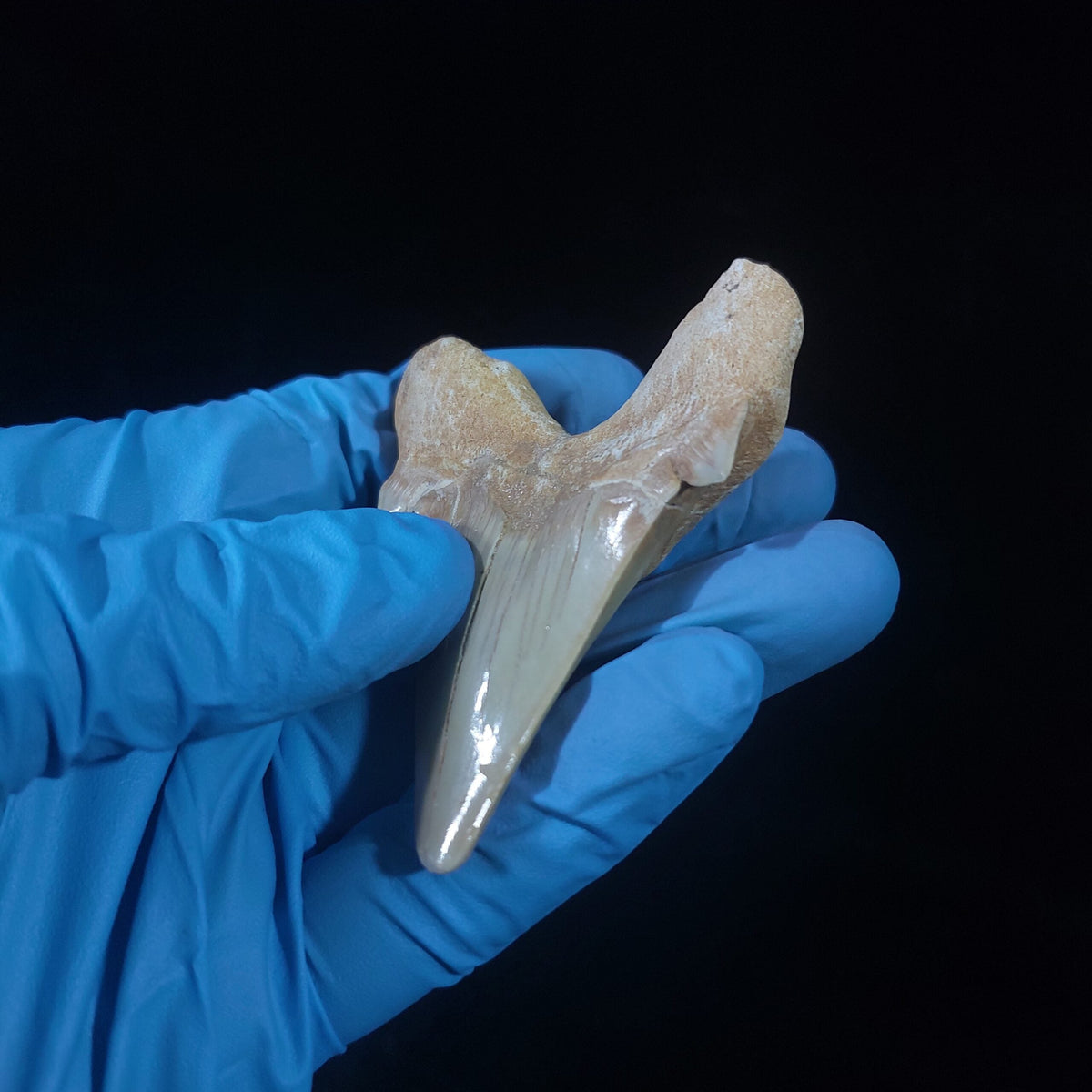 Bulk Otodus obliquus Fossil Teeth, 2.8 in / 7.6 cm – AD-11307 - PaleoDeserts
