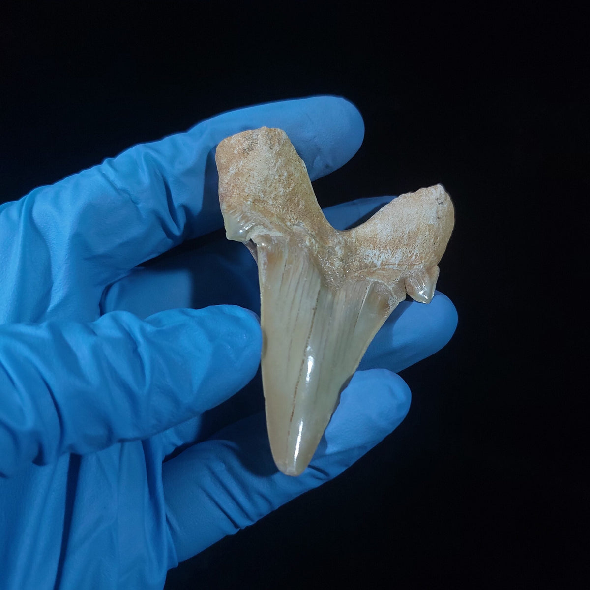 Bulk Otodus obliquus Fossil Teeth, 2.8 in / 7.6 cm – AD-11307 - PaleoDeserts