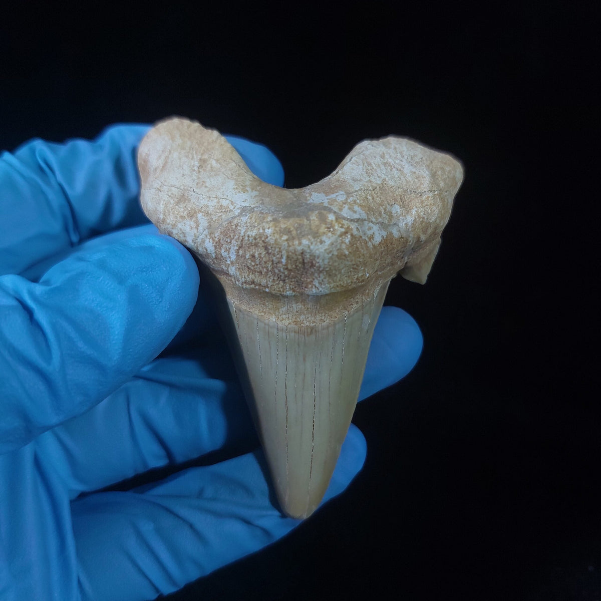Bulk Otodus obliquus Fossil Teeth, 2.8 in / 7.6 cm – AD-11307 - PaleoDeserts