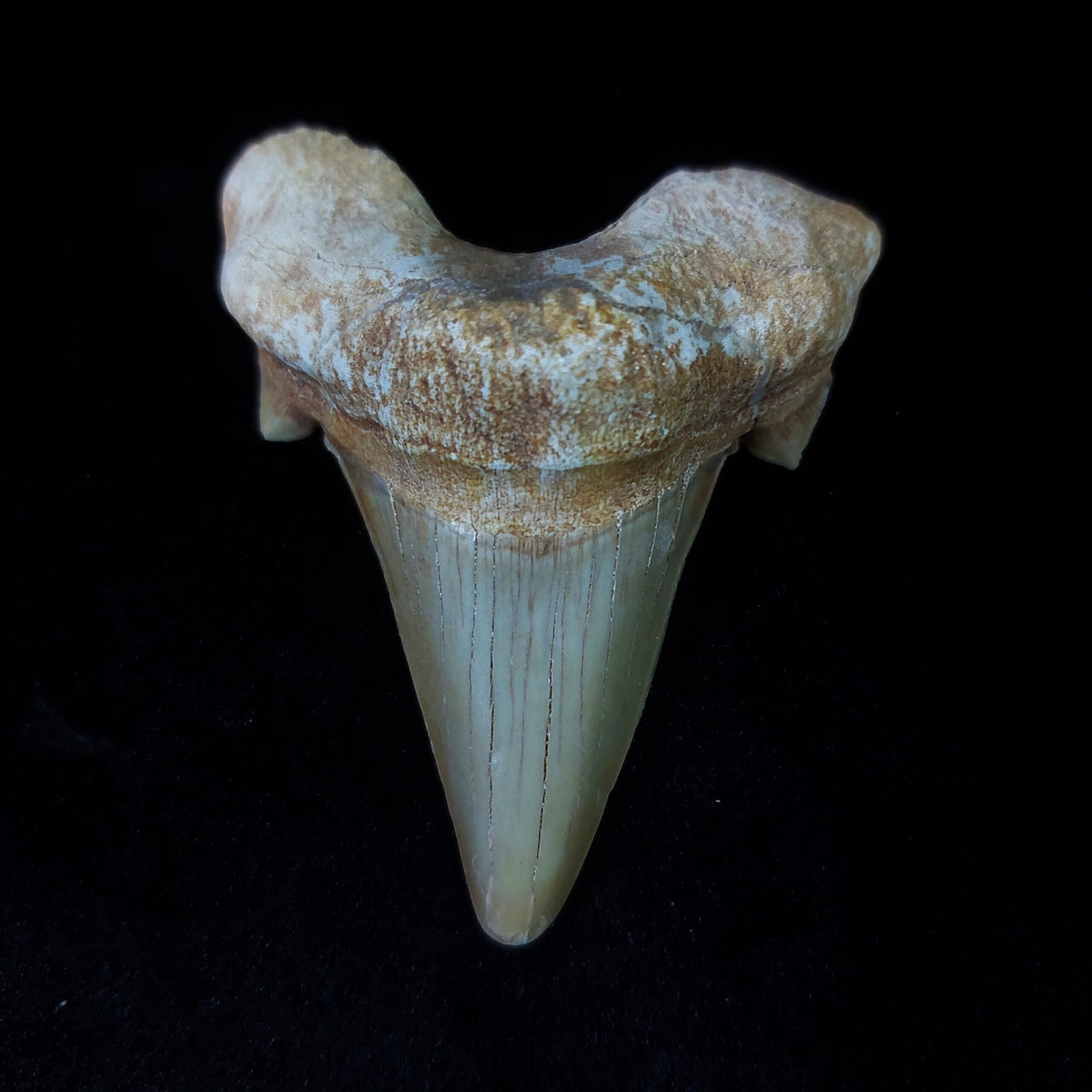 Bulk Otodus obliquus Fossil Teeth, 2.8 in / 7.6 cm – AD-11307 - PaleoDeserts