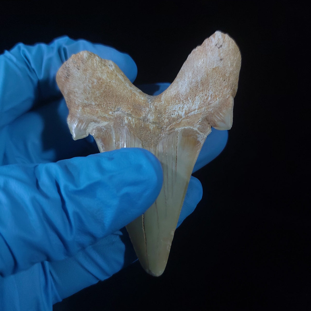 Bulk Otodus obliquus Fossil Teeth, 2.8 in / 7.6 cm – AD-11307 - PaleoDeserts