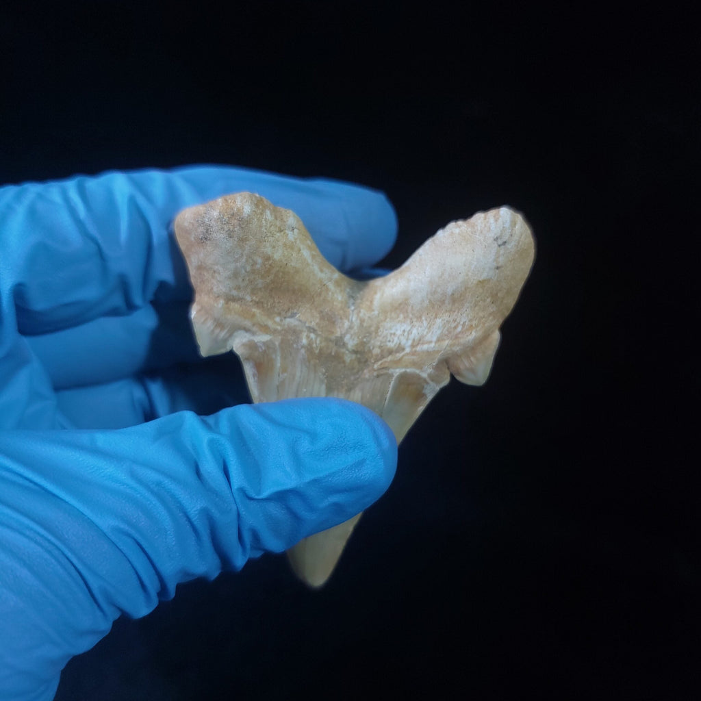Bulk Otodus obliquus Fossil Teeth, 2.8 in / 7.6 cm – AD-11307 - PaleoDeserts