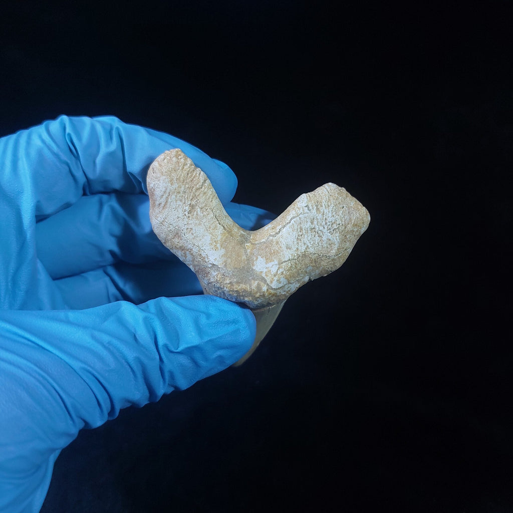 Bulk Otodus obliquus Fossil Teeth, 2.8 in / 7.6 cm – AD-11307 - PaleoDeserts