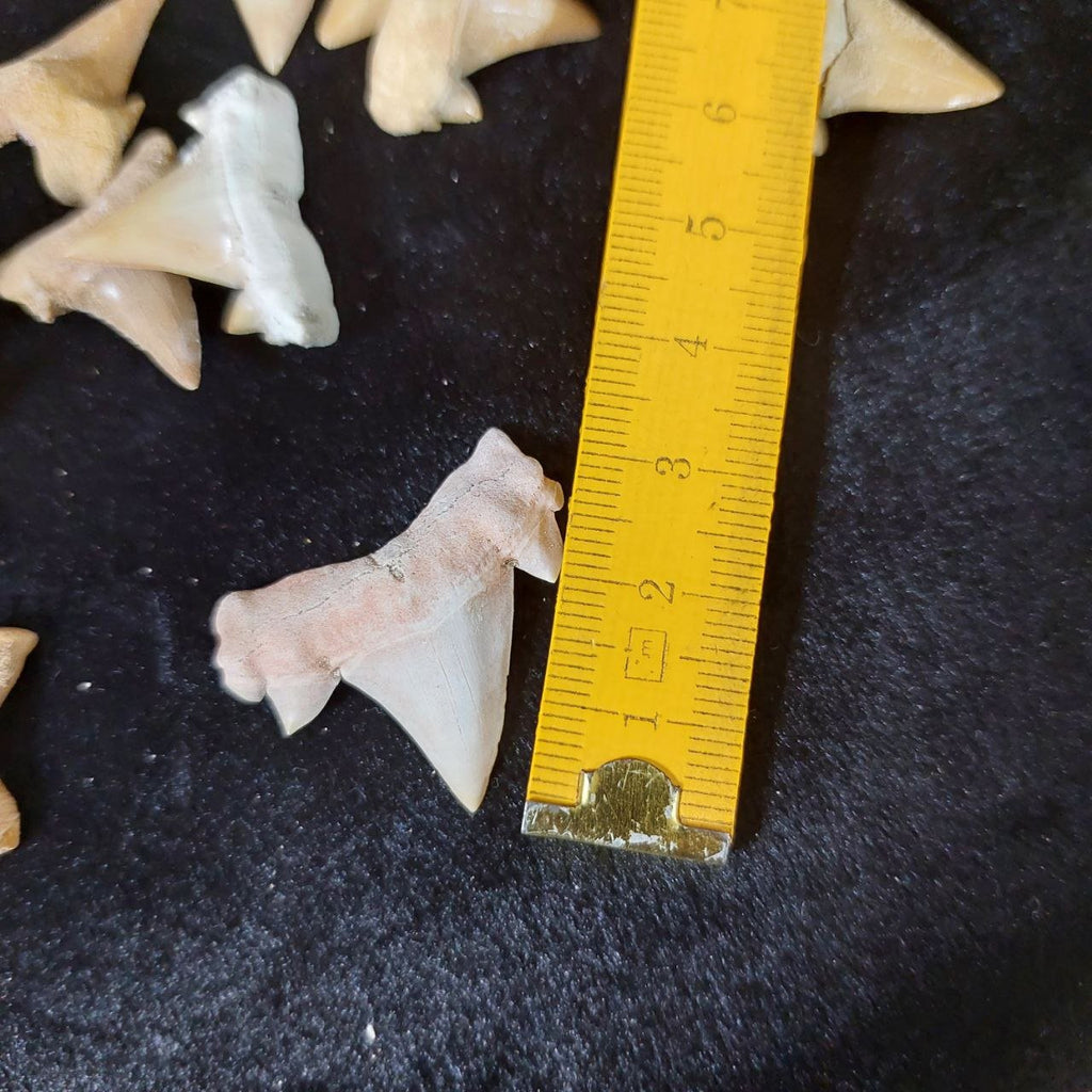 Bulk Otodus obliquus Fossil Teeth – AD-12640 - PaleoDeserts