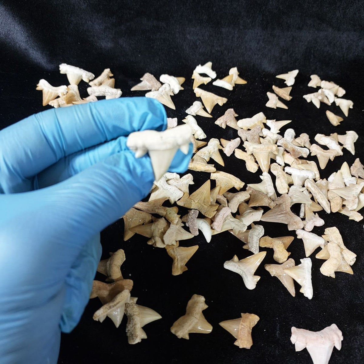 Bulk Otodus obliquus Fossil Teeth – AD-12640 - PaleoDeserts