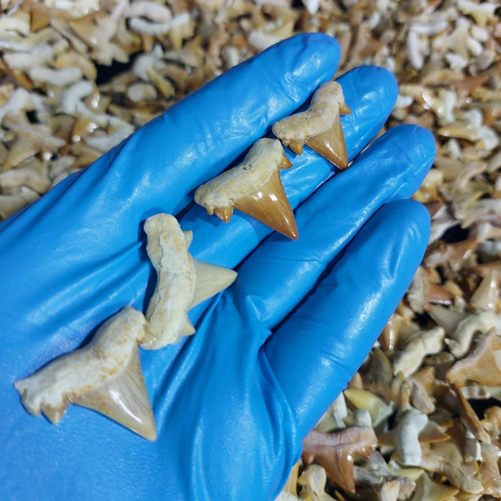 Bulk Otodus obliquus Fossil Teeth – AD-12640 - PaleoDeserts