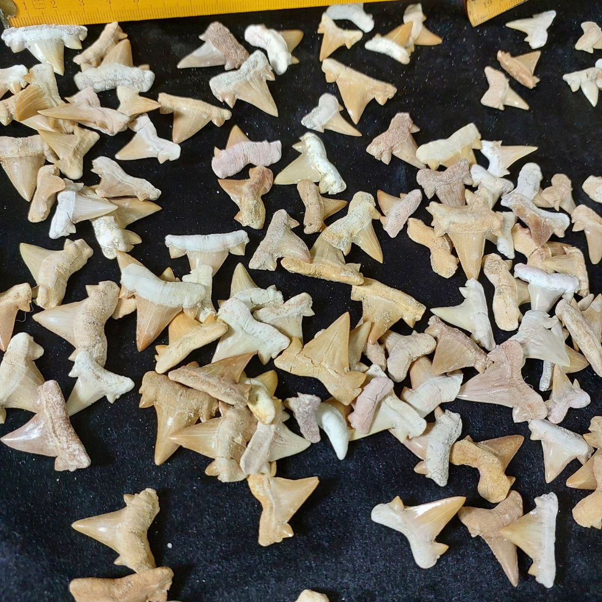 Bulk Otodus obliquus Fossil Teeth – AD-12640 - PaleoDeserts