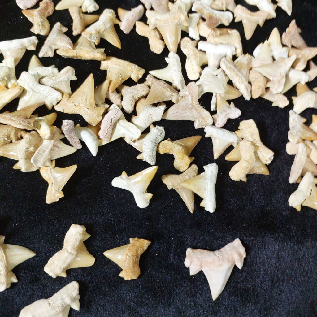 Bulk Otodus obliquus Fossil Teeth – AD-12640 - PaleoDeserts